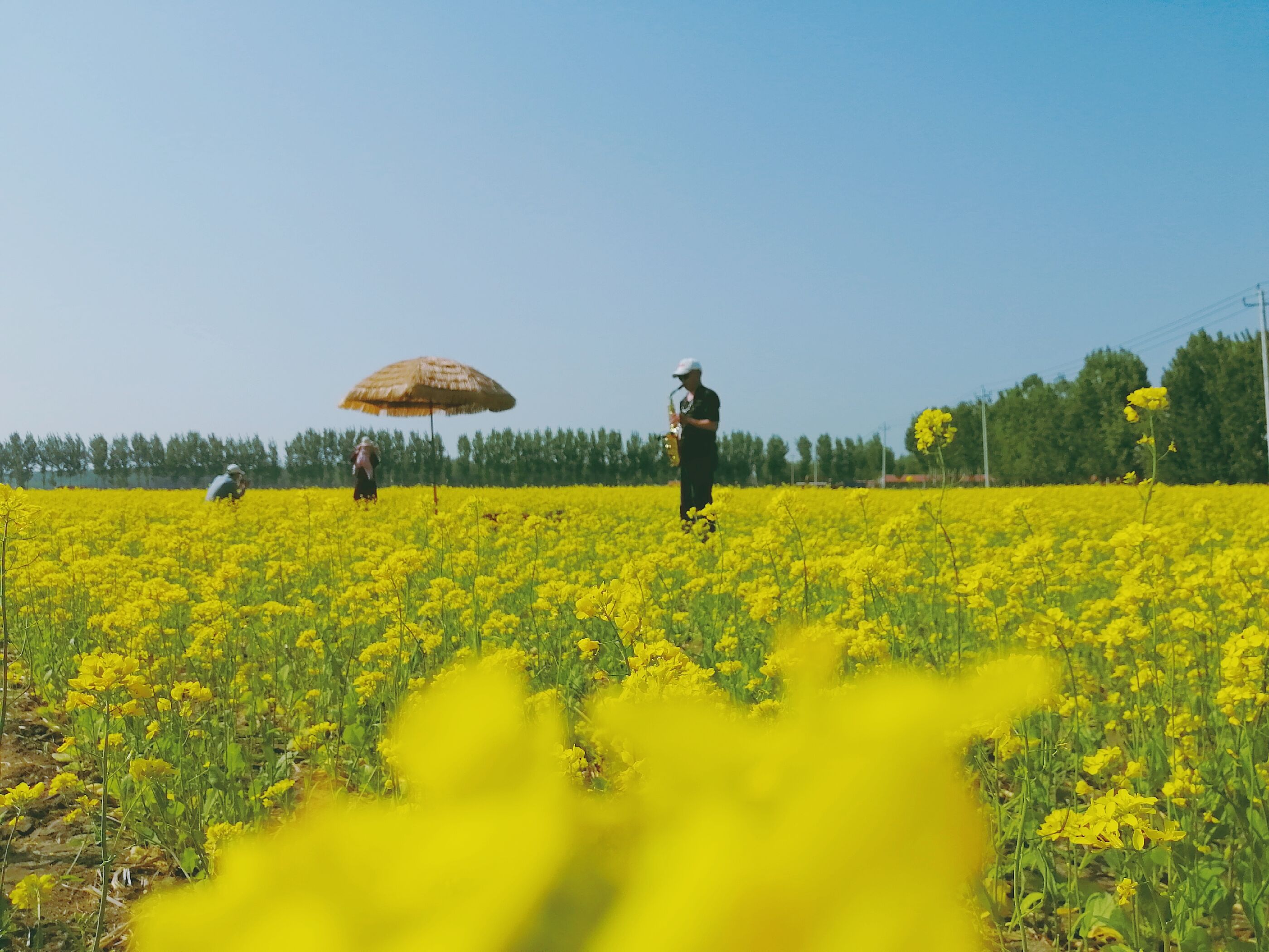 初夏， 丰台镇岳秀庄村300亩油菜花海芳香四溢，吸引四方游客前来“打卡”。宁河区供图